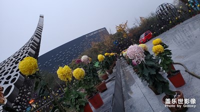 今天隨手拍的大家看看怎么樣