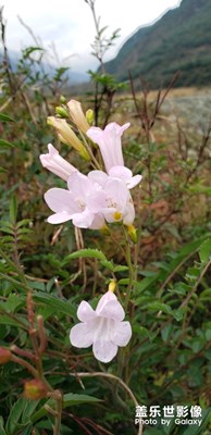 花花