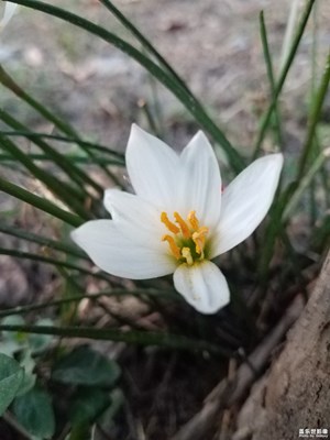 不著粉黛的美麗
