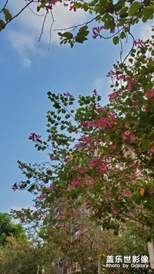 綠葉/鮮花/藍(lán)天/白云