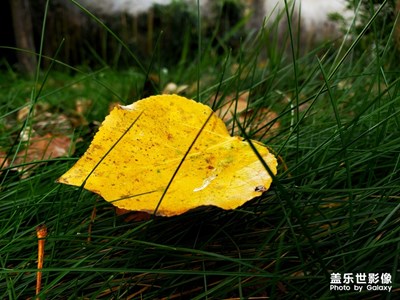 【晚秋光影】+落葉
