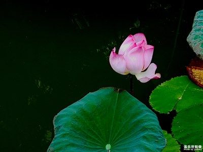 人生如花，淡者香