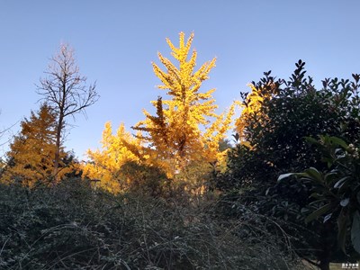 【晚秋光影】+秋日勝春朝