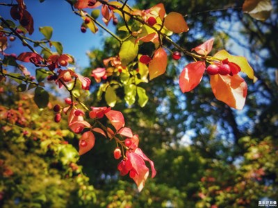 【晚秋光影】+秋花燦爛