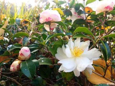 【晚秋光影】+秋風(fēng)中的茶花