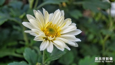 菊花展