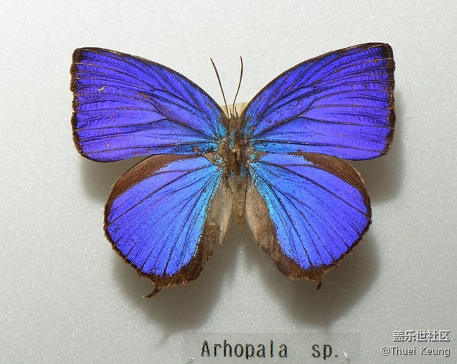 博物館里的蝴蝶標(biāo)本