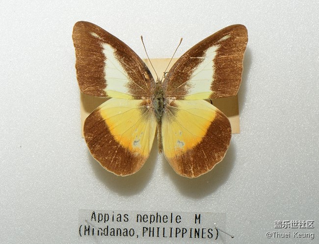 博物館里的蝴蝶標(biāo)本