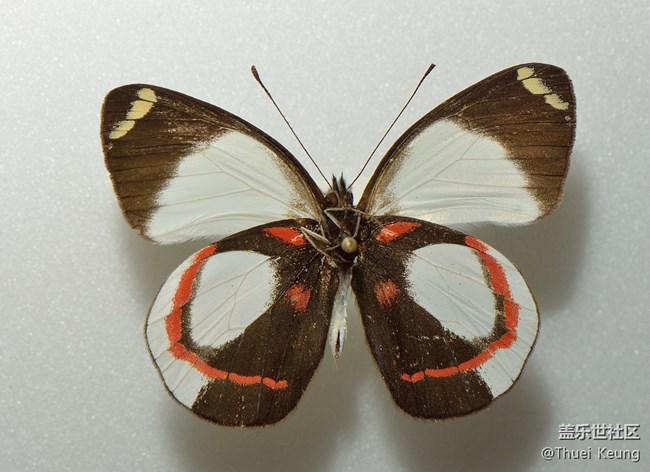 博物館里的蝴蝶標(biāo)本