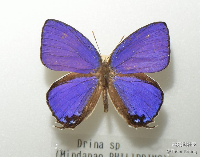 博物館里的蝴蝶標(biāo)本