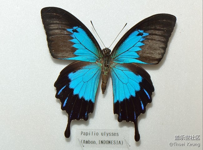 博物館里的蝴蝶標(biāo)本