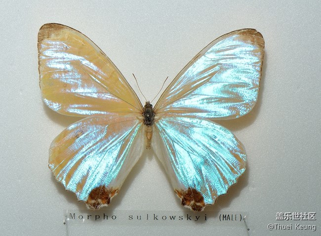 博物馆里的蝴蝶标本