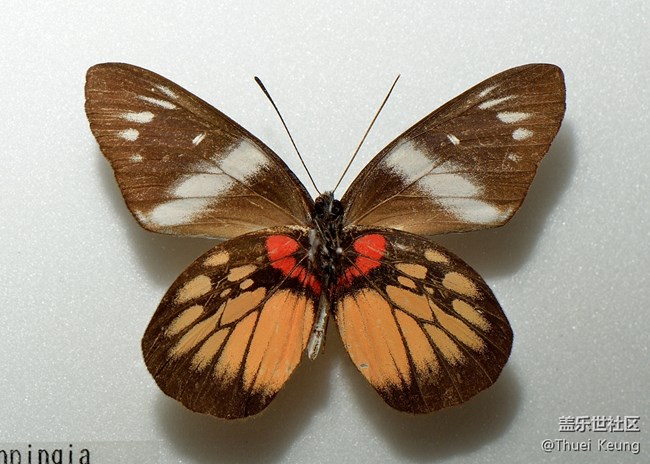博物館里的蝴蝶標(biāo)本