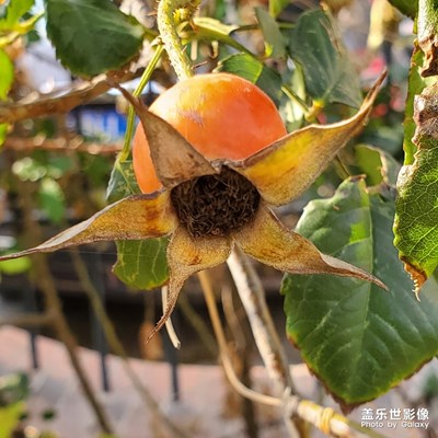冬日隨手拍