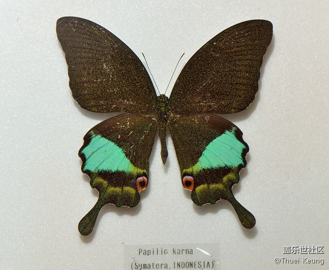 博物館里的蝴蝶標(biāo)本