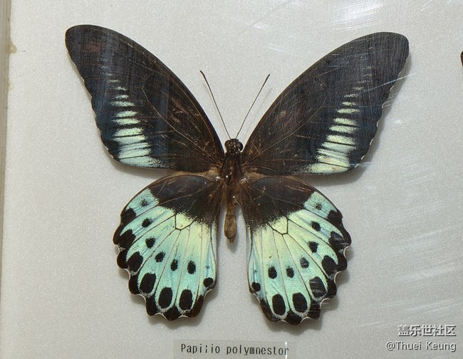 博物馆里的蝴蝶标本