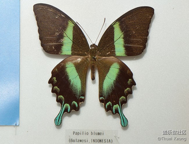 博物館里的蝴蝶標(biāo)本
