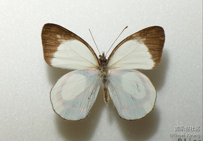 博物館里的蝴蝶標(biāo)本