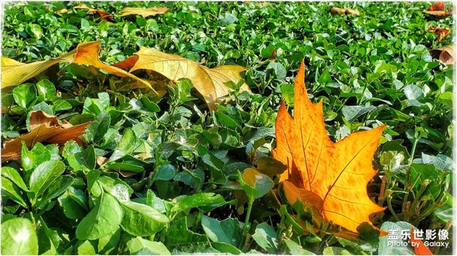 【每周星鮮事】第11期：什么才是你認為的暖胃好食呢？