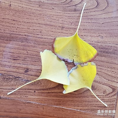 落葉??知冬