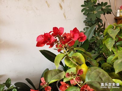 花卉卉?????????????????????????