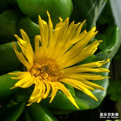 冬日小花