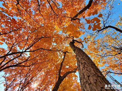 一樹秋色