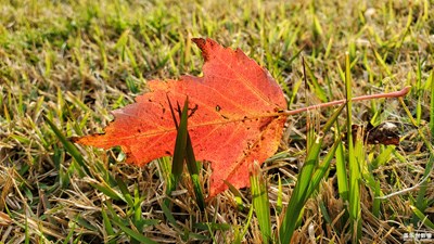 【我的城】+ 這個(gè)秋