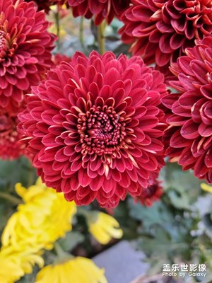 隨手拍菊花