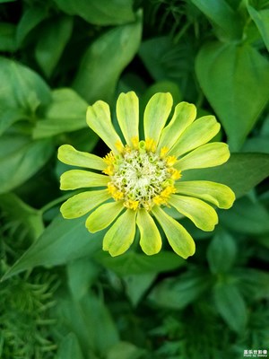 【我的城】+我們的城市像花園