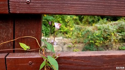 橋欄邊的小花