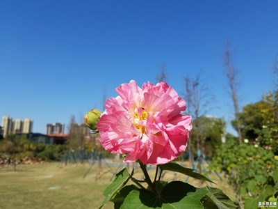 【我的城】+城中濕地公園美景