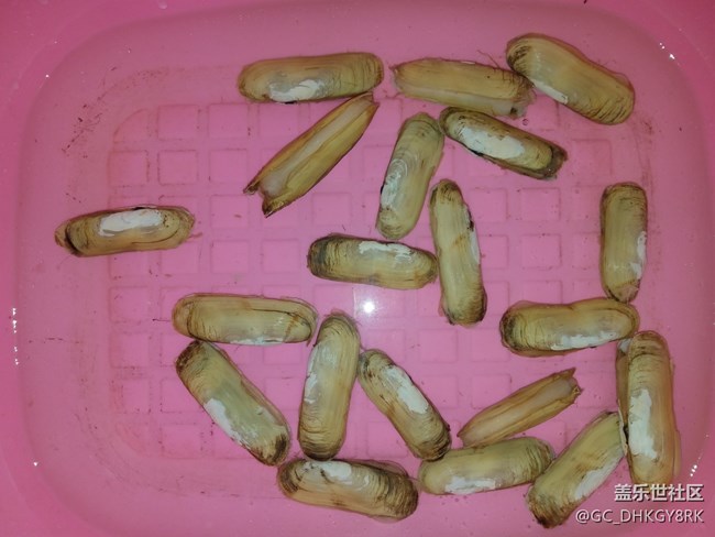 簡單快捷美食---炒蟶子