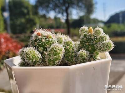 辦公室里的多肉