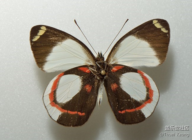 【每周星鮮事】第12期： 三星W20 5G 即將發(fā)布