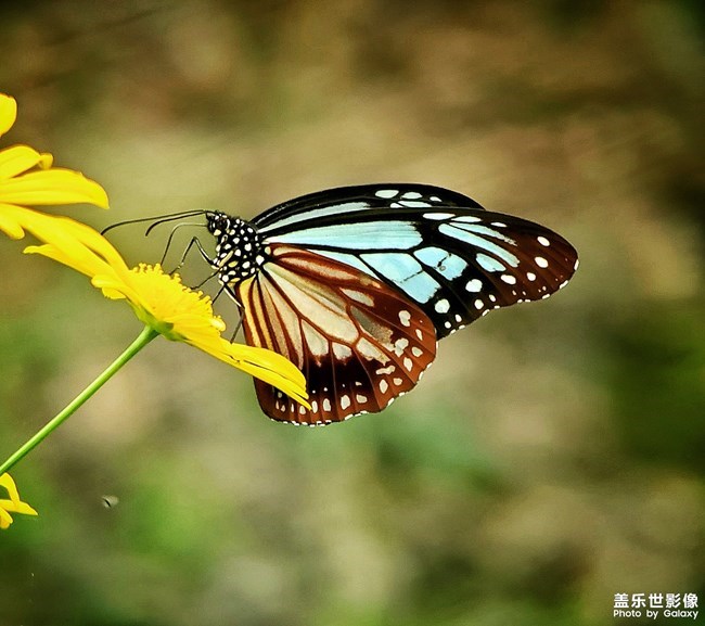 【每周星鮮事】第12期： 三星W20 5G 即將發(fā)布