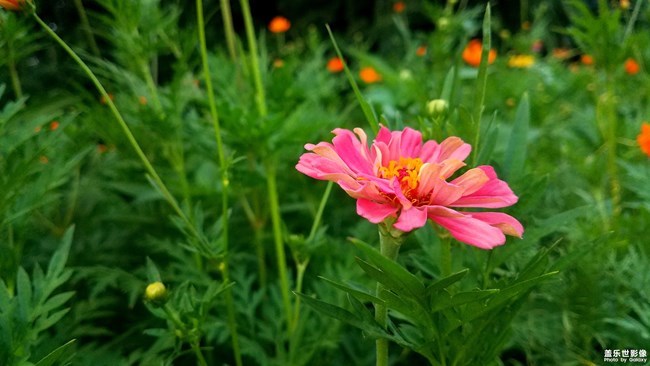 【每周星鮮事】第12期： 三星W20 5G 即將發(fā)布