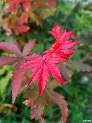 綠色叢中一點(diǎn)紅