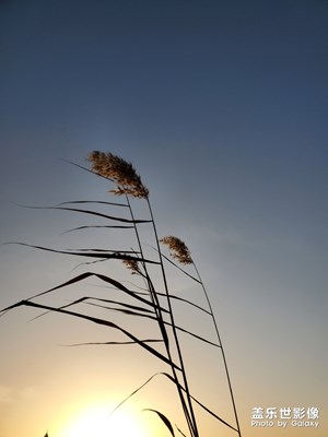 夕陽無限好