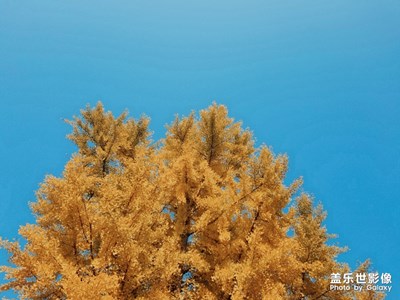 隨手拍