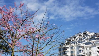 公園午間隨拍