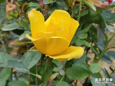 隨拍