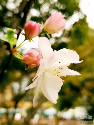 冬令春色——早開的西府海棠