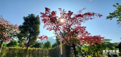 花癡了我