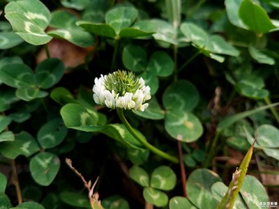 萬(wàn)綠叢中一朵花