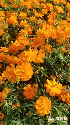 花世界小欖菊園？？？？？？