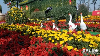 花的花花公子海洋花花世界