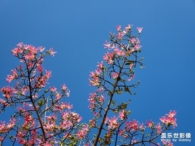 美麗異木棉，秋景似春景
