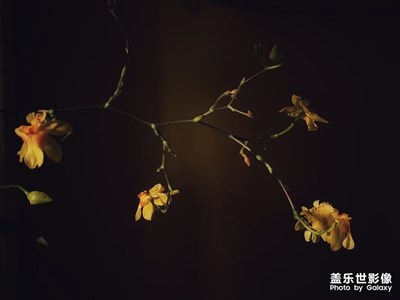 暗影舞蘭