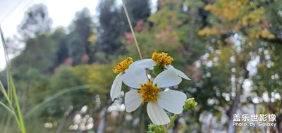 與野花偶遇